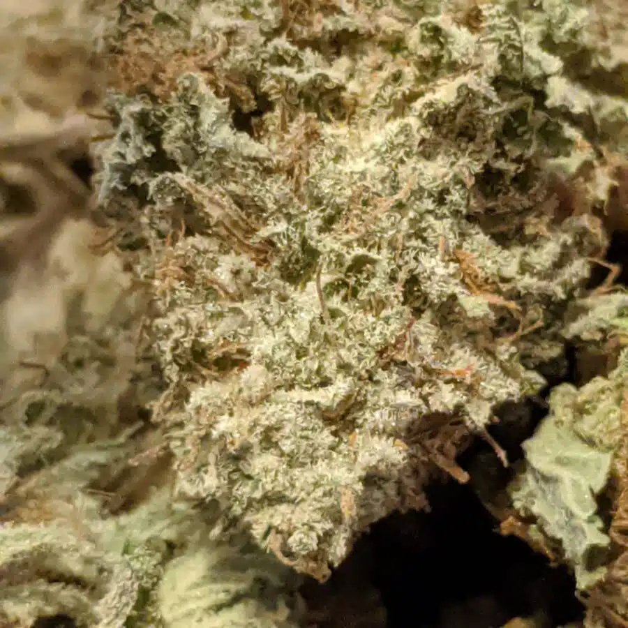 Great white shark4 I $69 Oz - Great White Shark