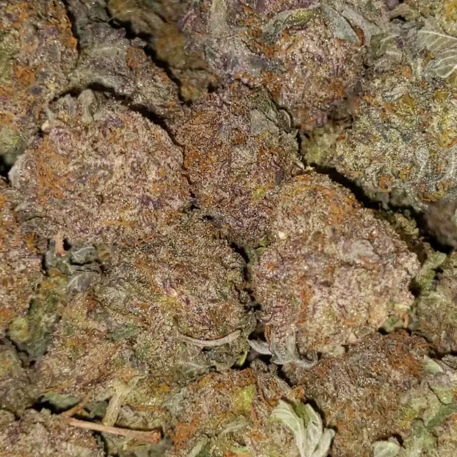 Purple haze dod1 I $99 Oz - Cheap Purple Haze
