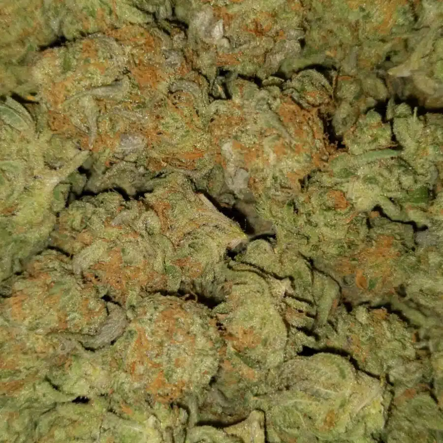 Zombie kush1 1 I $69 Oz - Zombie Kush AA