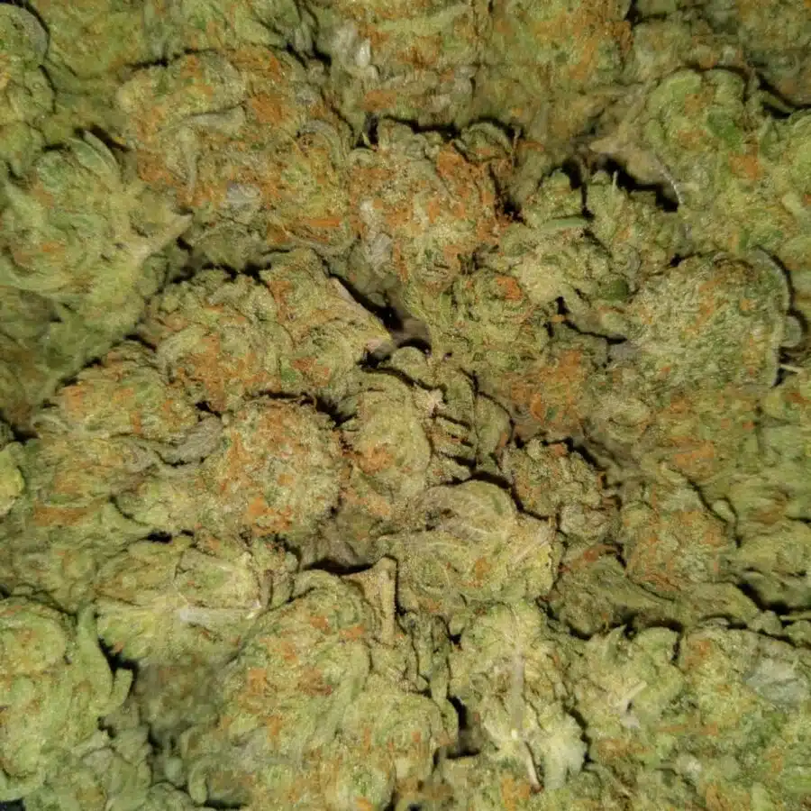 Zombie kush2 1 I $69 Oz - Zombie Kush AA