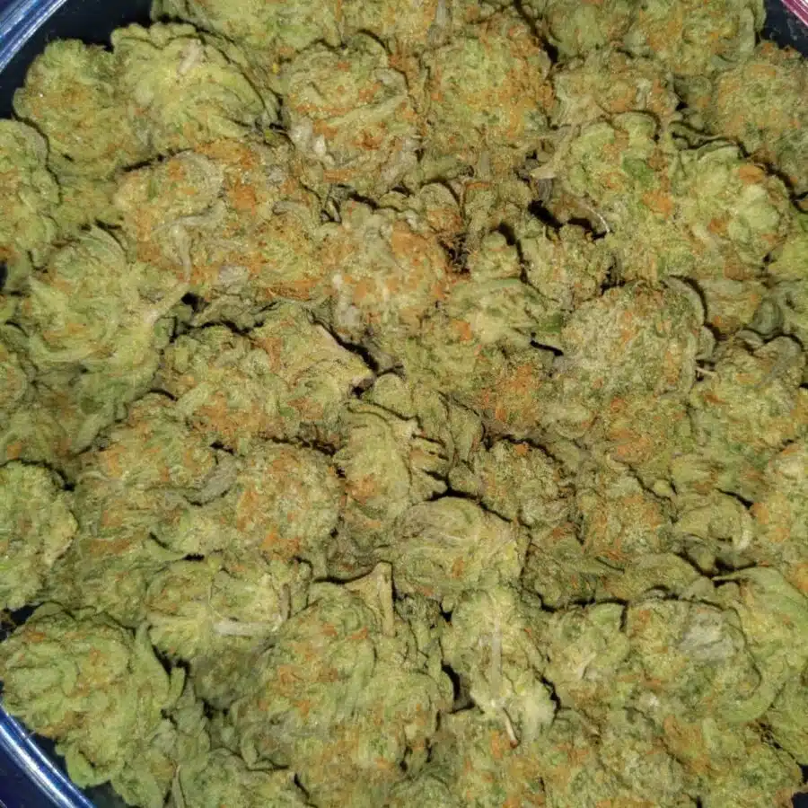Zombie kush3 1 I $69 Oz - Zombie Kush AA
