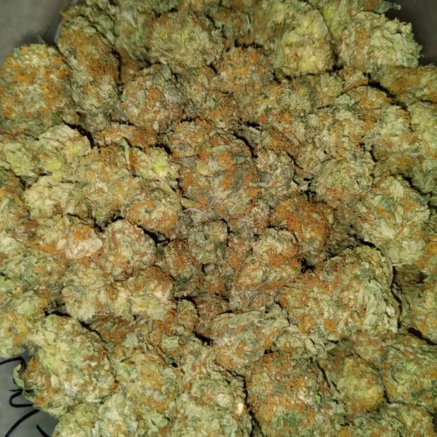 Alternative view of Cheapweed Hybrid