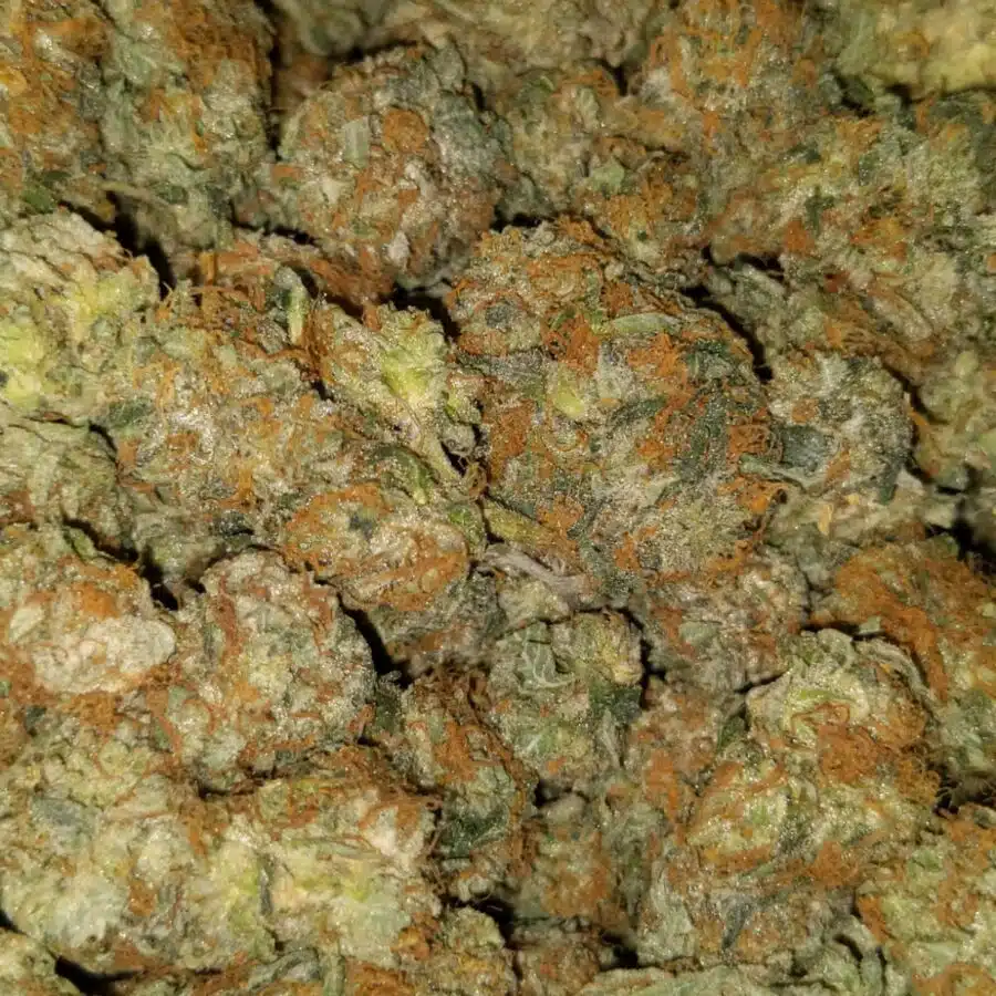 aa hybrid 3 I Cheapweed Hybrid