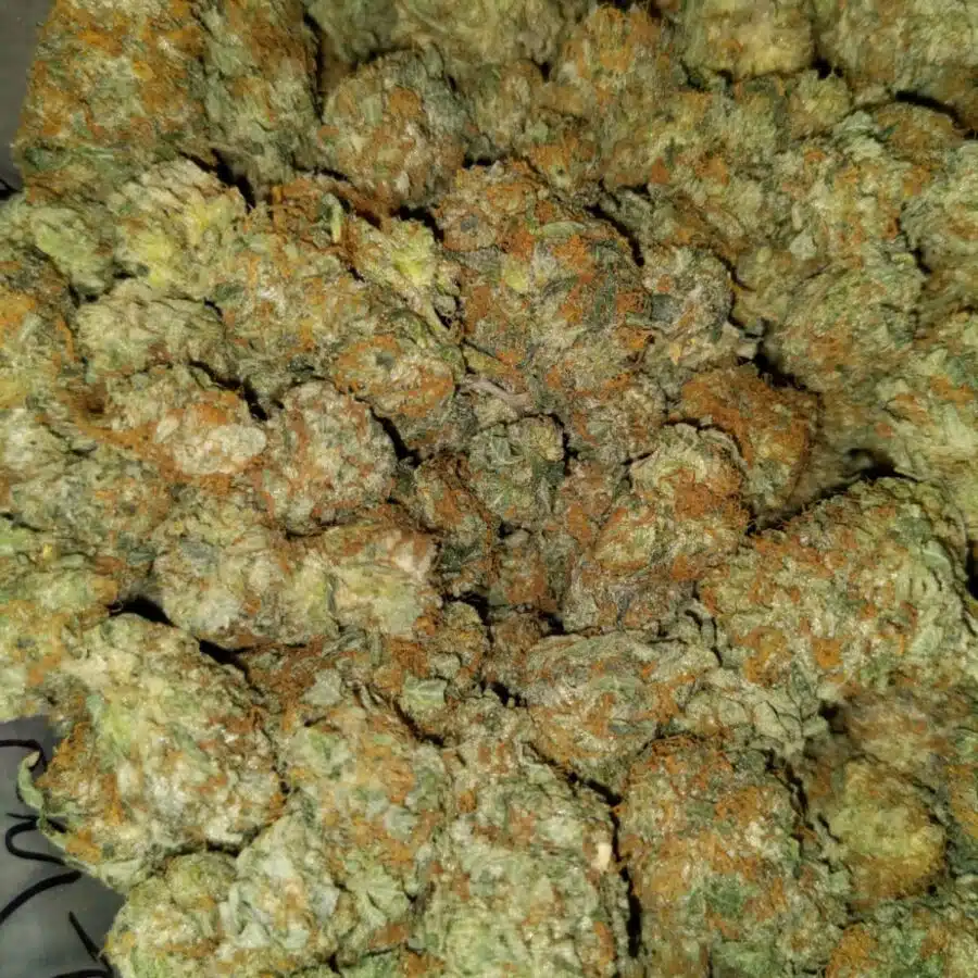 aa hybrid 4 I Cheapweed Hybrid