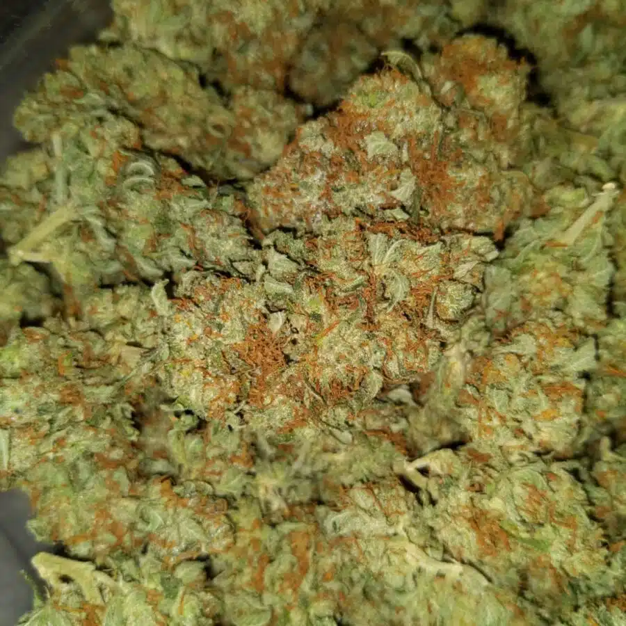 Alternative view of Cheap Blue Dream