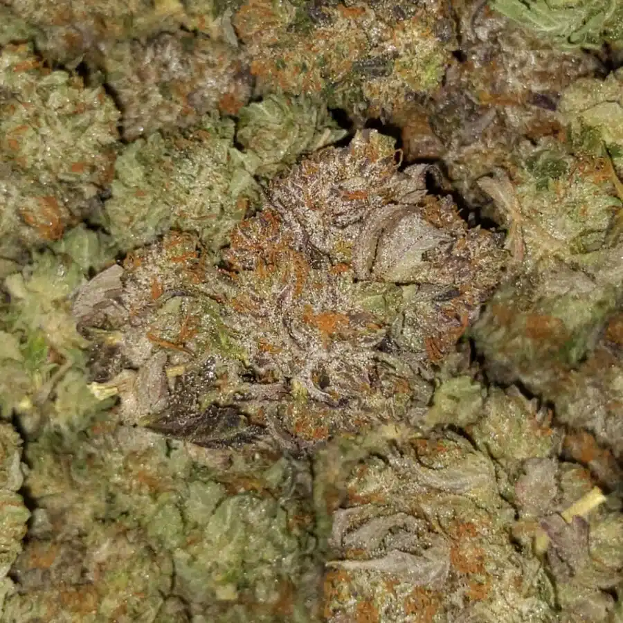 t darth 2 I $109 Oz - Tony's Darth Vader
