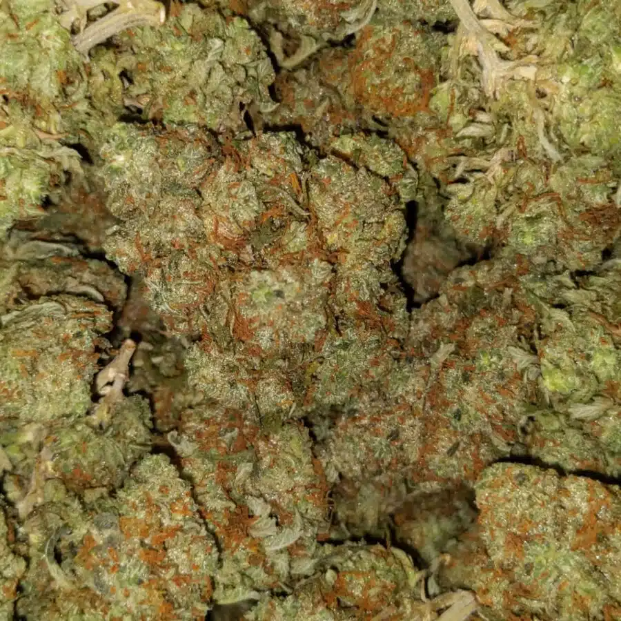 Blue dream dod2 I Blue Dream - *Deal of the Day*