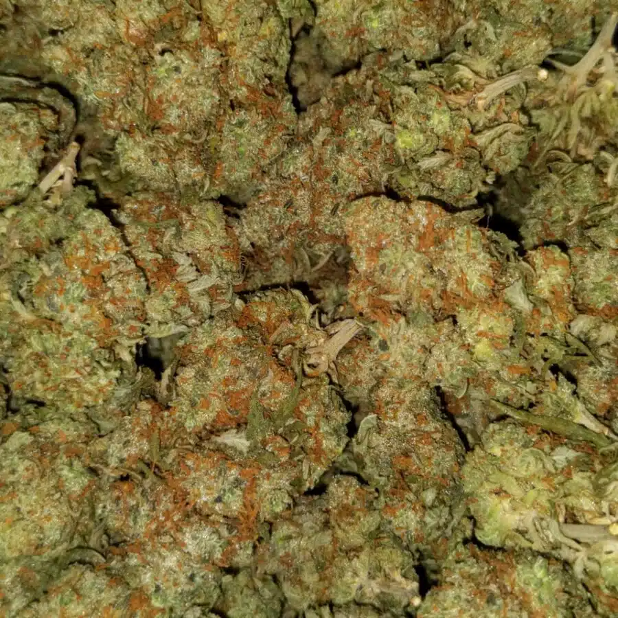 Blue dream dod3 I Blue Dream - *Deal of the Day*