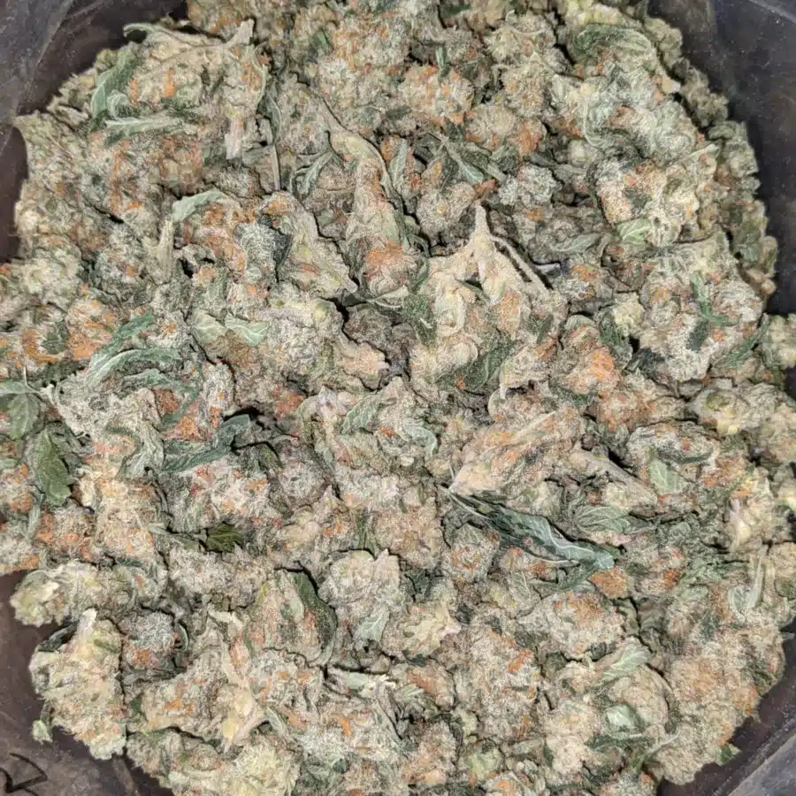 Cheapweed Hybrid s 1 I Cheapweed Hybrid (Smalls)