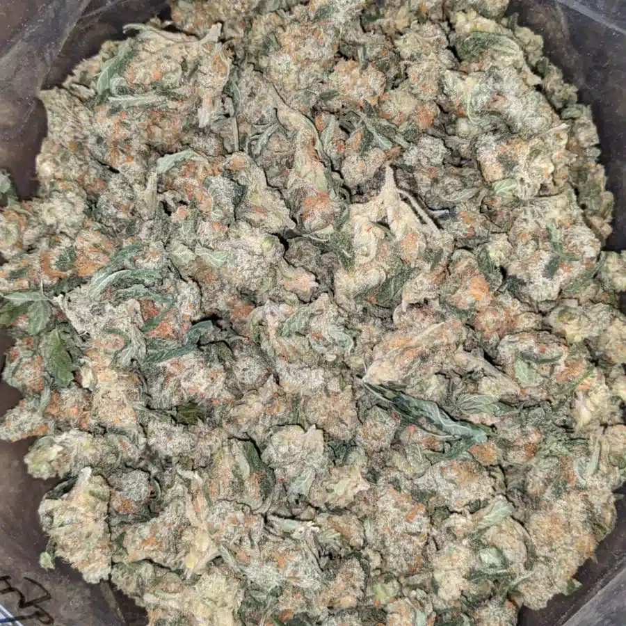 Cheapweed Hybrid (Smalls)