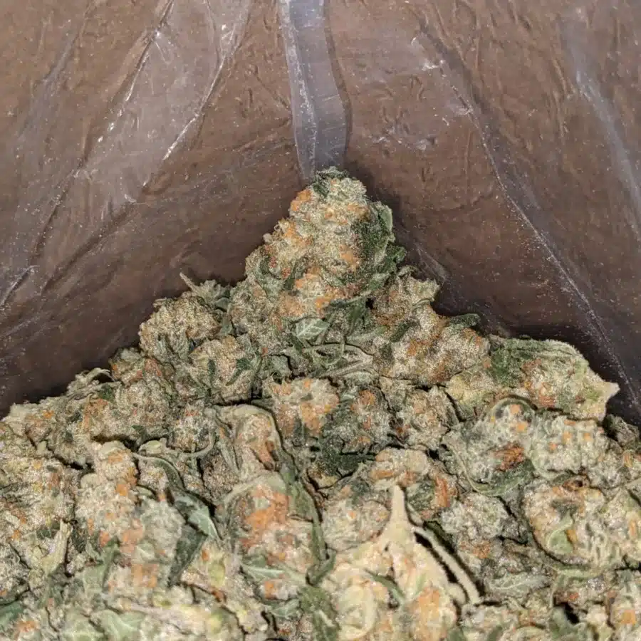 Alternative view of Cheapweed Hybrid (Smalls)