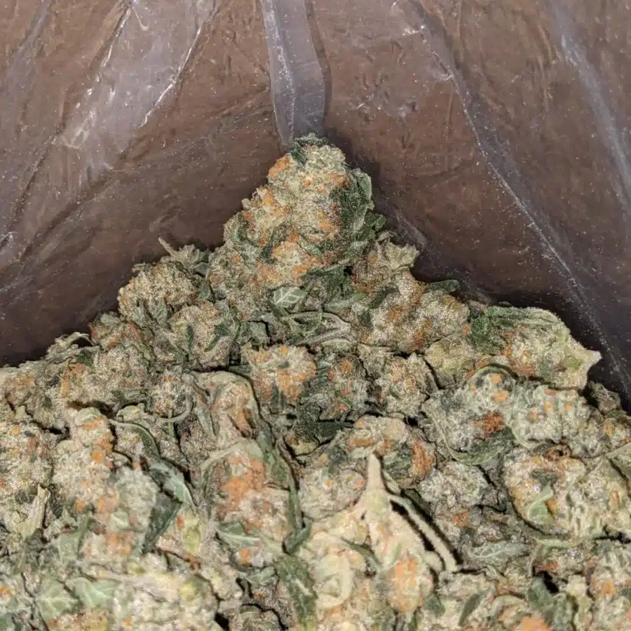 Cheapweed Hybrid s 4 I Cheapweed Hybrid (Smalls)