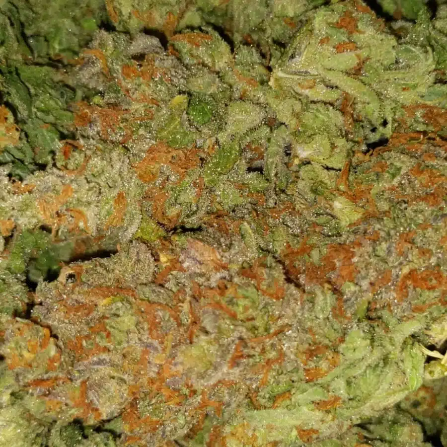 Citrix2 I $89 Oz - Citrix