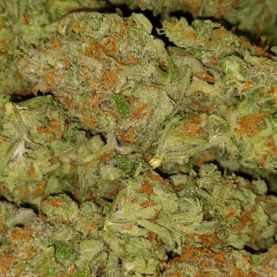 Citrix3 I $89 Oz - Citrix