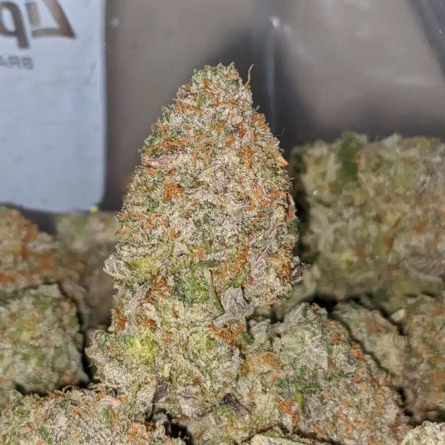 HAWAIIAN MAYAN GOLD AAA 1 I Hawaiian Mayan Gold AAA