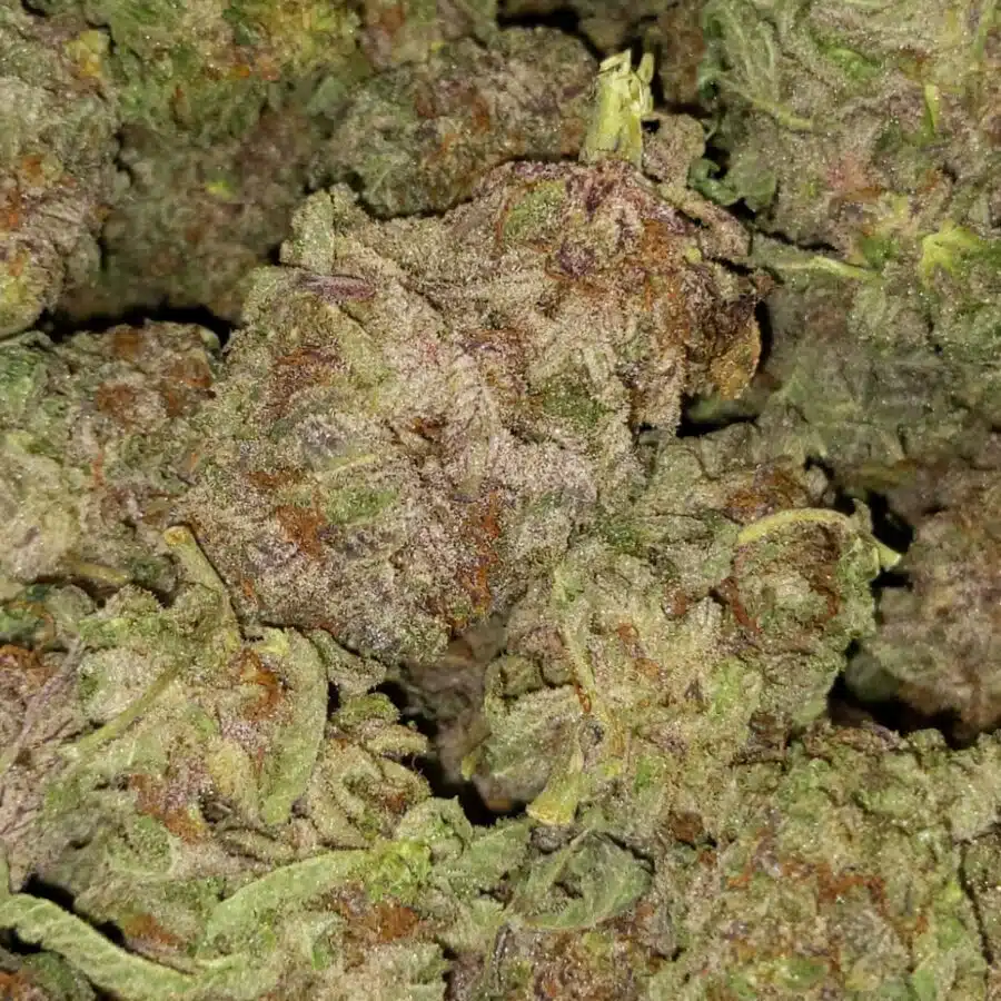 Purple haze dod3 I $119 Oz - Purple Haze