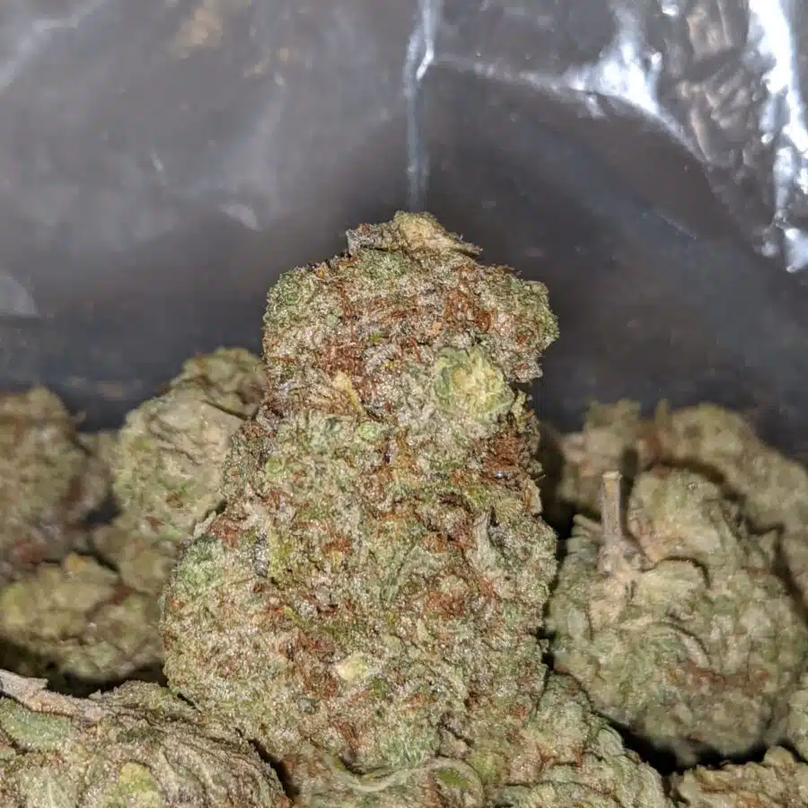 ROCK BUD DOD 1 I Rock Bud - *Deal of the Day*