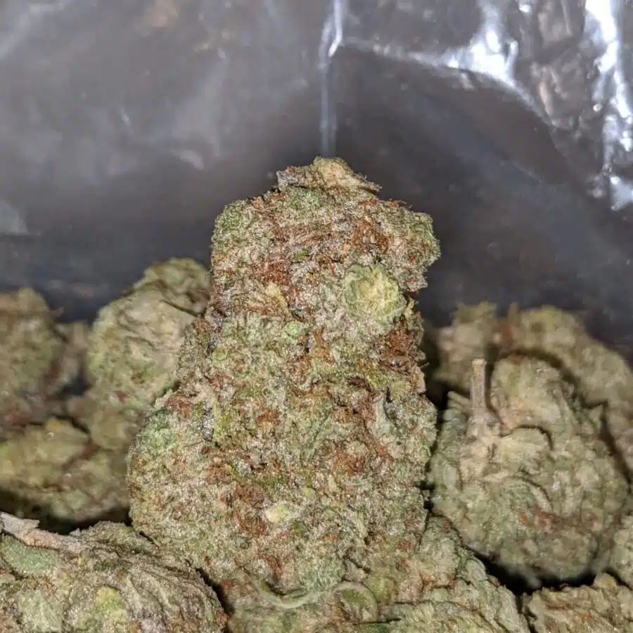 ROCK BUD DOD 2 I Rock Bud - *Deal of the Day*
