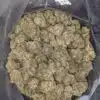 Rock Bud - *Deal of the Day*