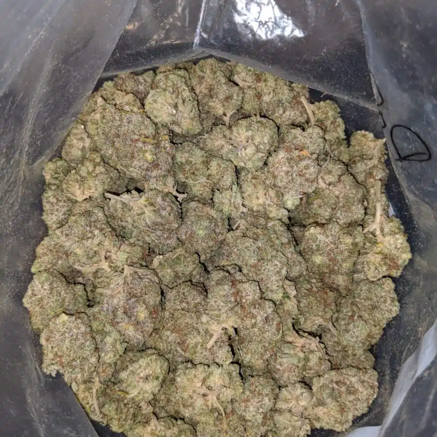 ROCK BUD DOD 4 I Rock Bud - *Deal of the Day*