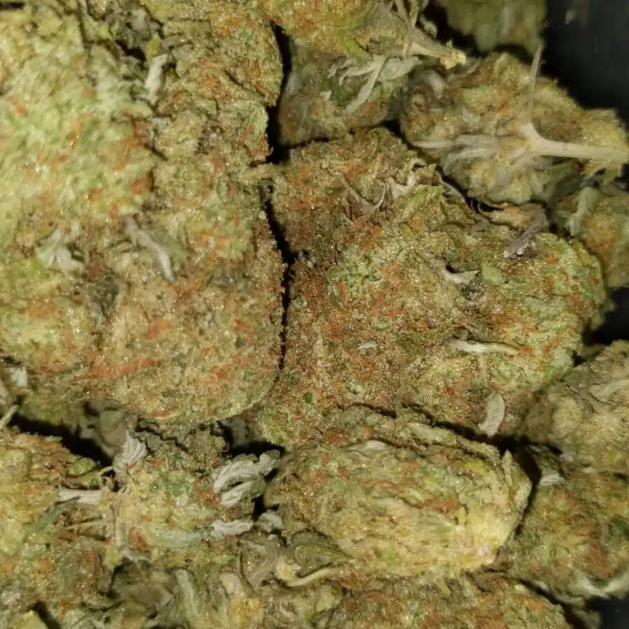 Sunset sherbet1 I $111 Oz - Sherbert