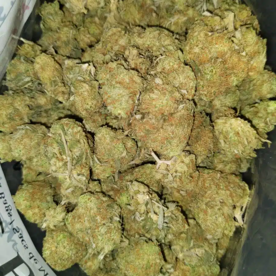 Sunset sherbet4 I $111 Oz - Sherbert