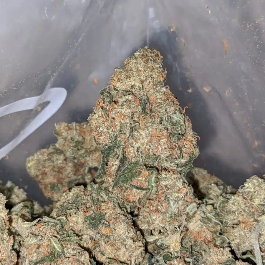 kubbie kush aa smalls 1 1 I Kubbie Kush AA+ (Smalls)