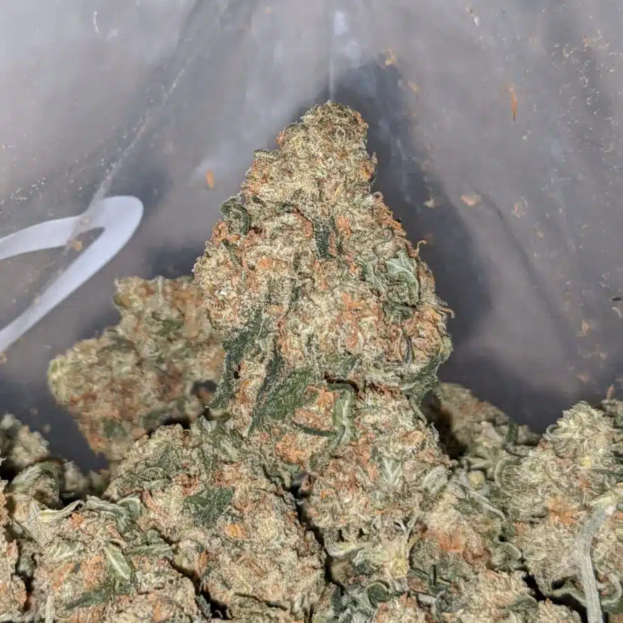 kubbie kush aa smalls 2 1 I Kubbie Kush AA+ (Smalls)