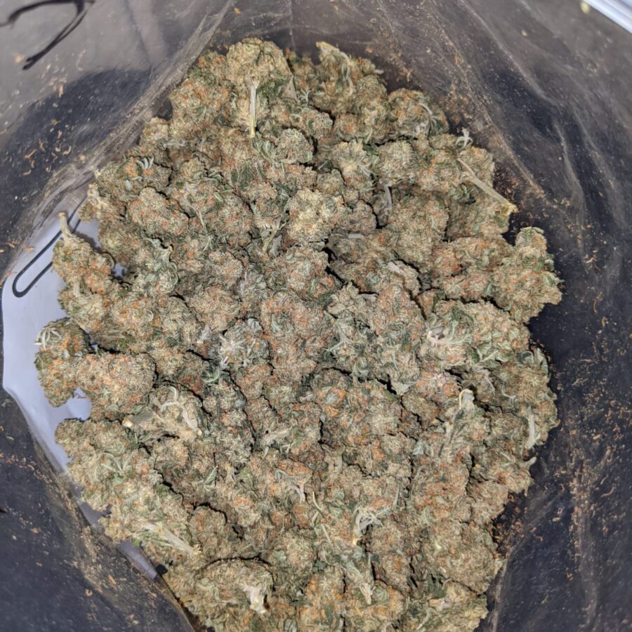 kubbie kush aa smalls 3 1 I Kubbie Kush AA+ (Smalls)