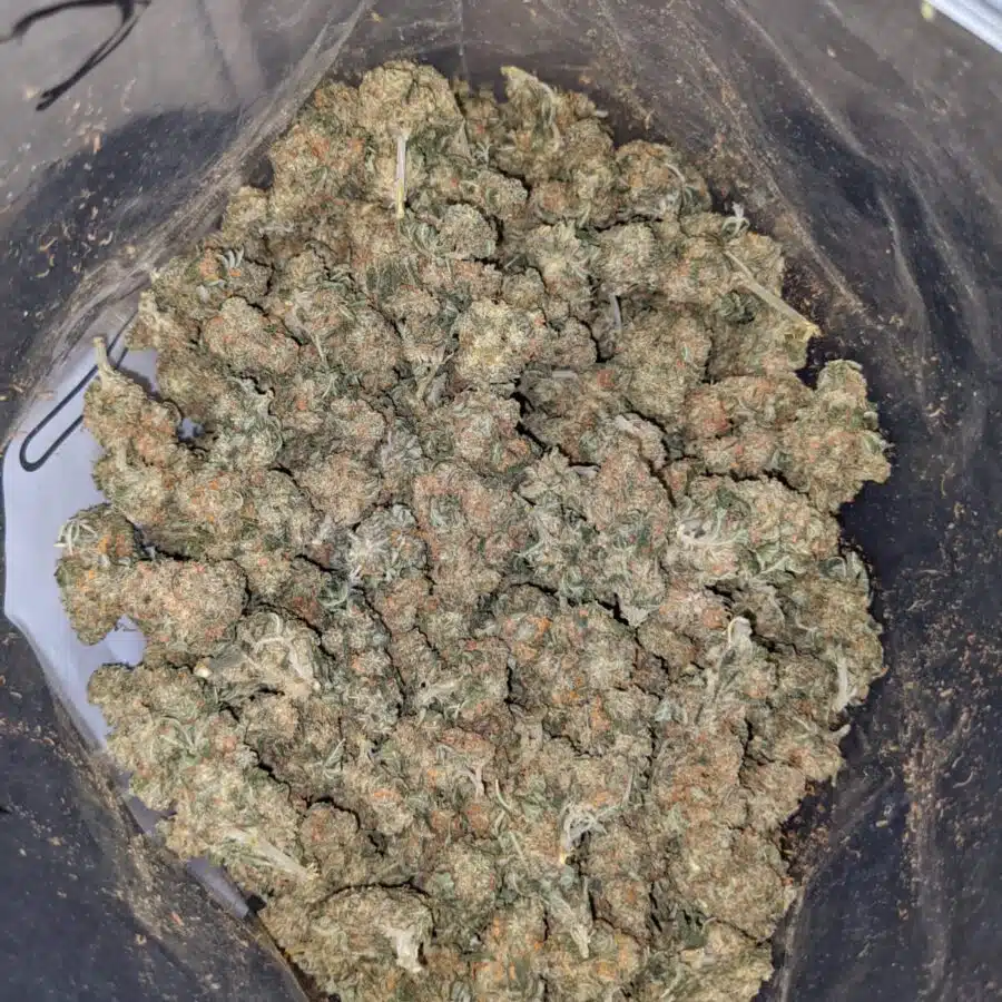 kubbie kush aa smalls 3 1 I Kubbie Kush AA+ (Smalls)