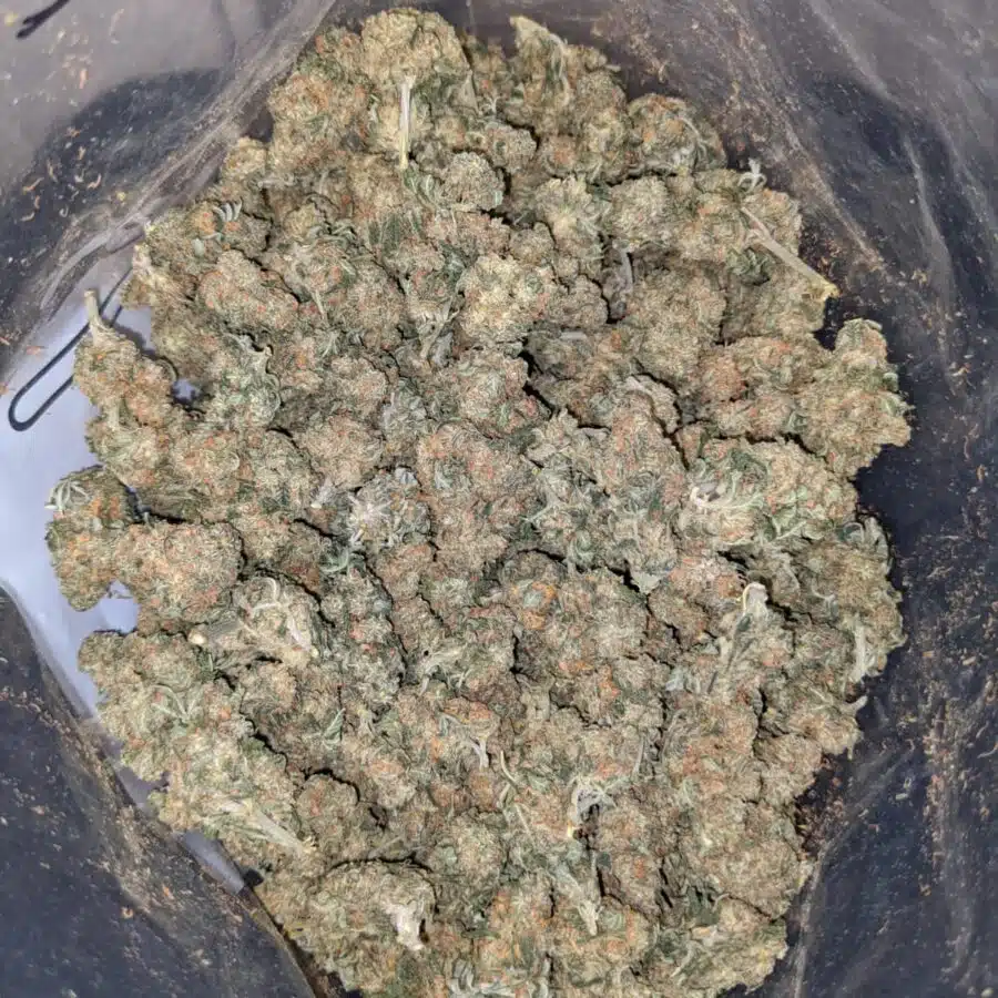 kubbie kush aa smalls 4 1 I Kubbie Kush AA+ (Smalls)