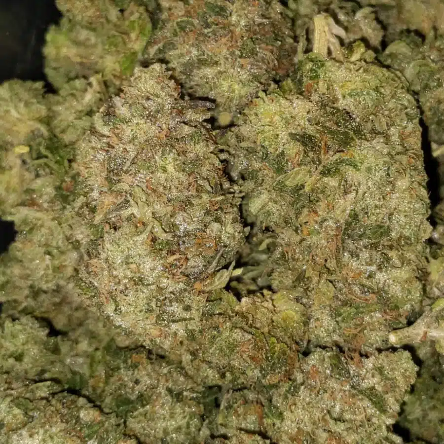 Alternative view of White Diesel