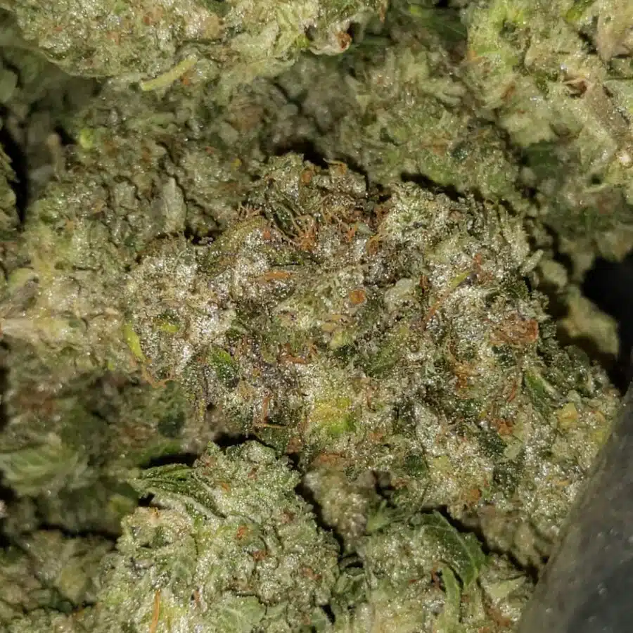 white kush 2 I White Diesel