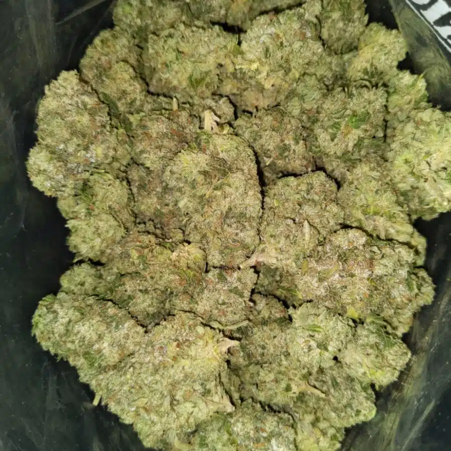 white kush 3 I White Diesel