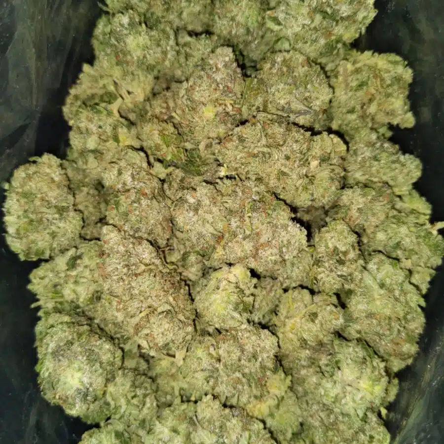 white kush 4 I White Diesel