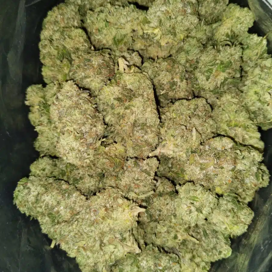 white kush 5 I White Diesel