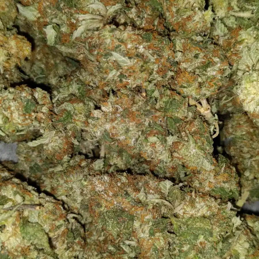 yoda og 1 I $99 Oz - Yoda