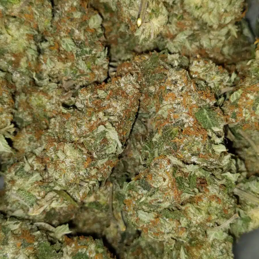 yoda og 2 I $99 Oz - Yoda