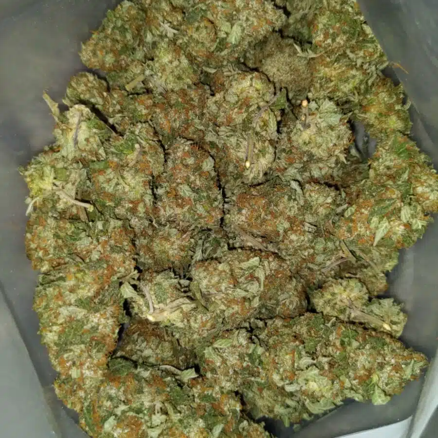 yoda og 3 I $99 Oz - Yoda