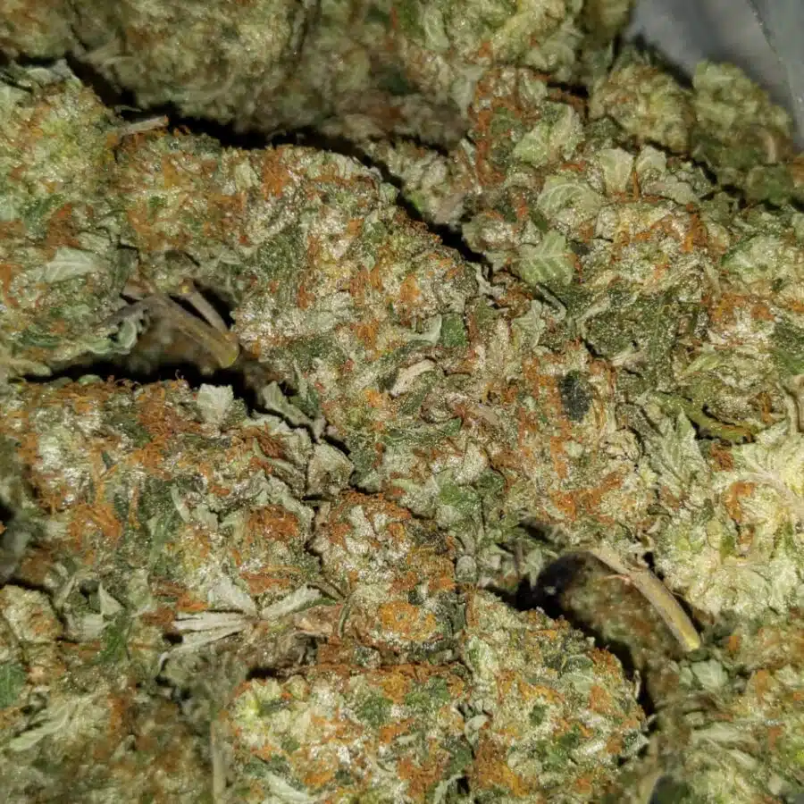 yoda og 4 I $99 Oz - Yoda