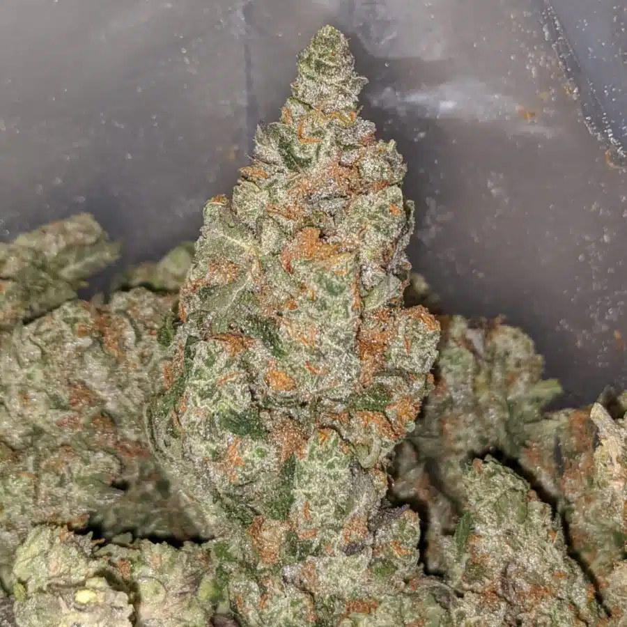 BUDDHA BERRY 1 I Buddha Berry