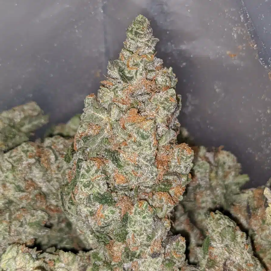 BUDDHA BERRY 2 I Buddha Berry