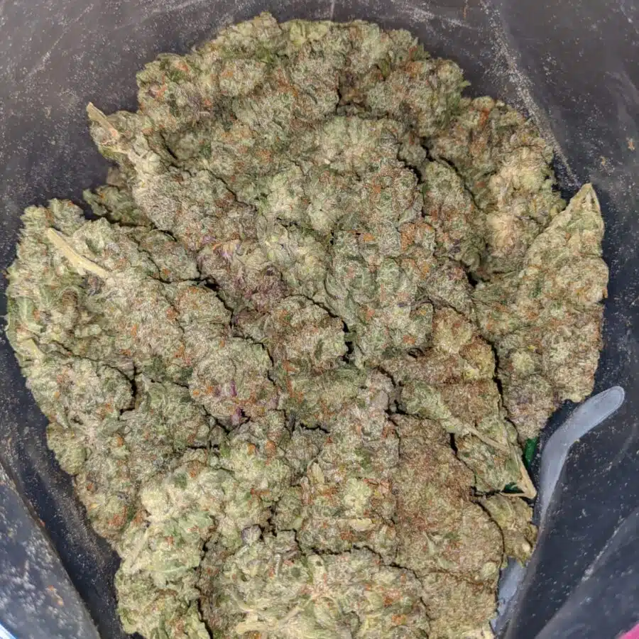 BUDDHA BERRY 3 I Buddha Berry