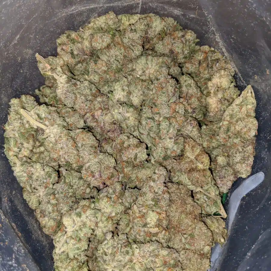 BUDDHA BERRY 4 I Buddha Berry