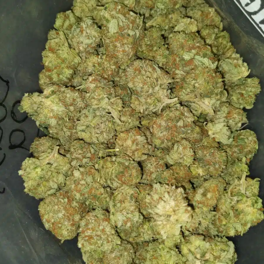 Alternative view of Bubba OG - *Deal of the Day*