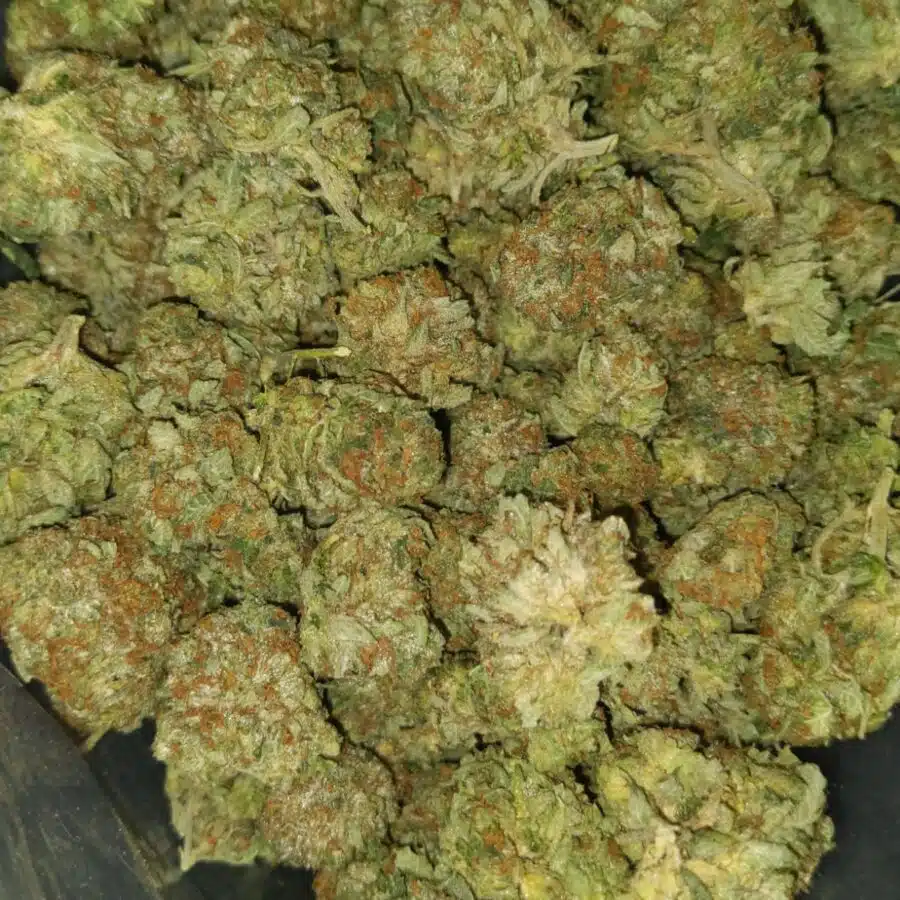 Bubba og3 I Bubba OG - *Deal of the Day*