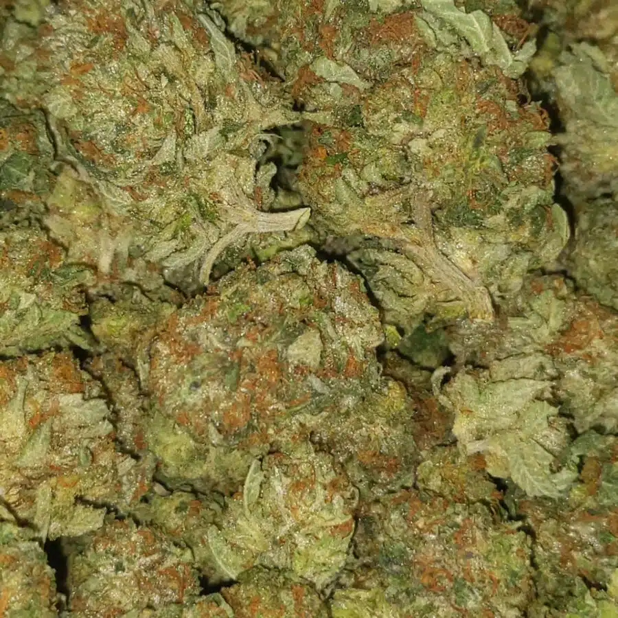 Bubba og4 I Bubba OG - *Deal of the Day*