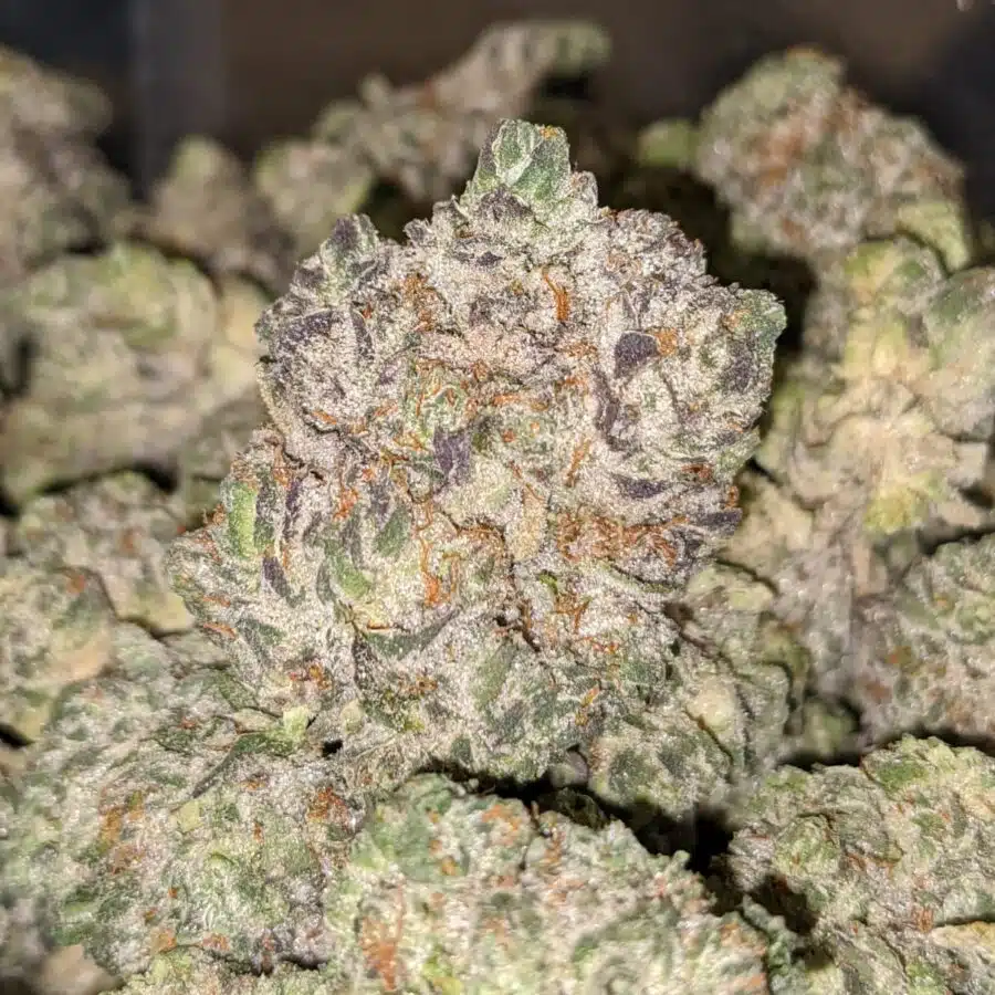 FATSO 1 I Fatso 27.32% THC