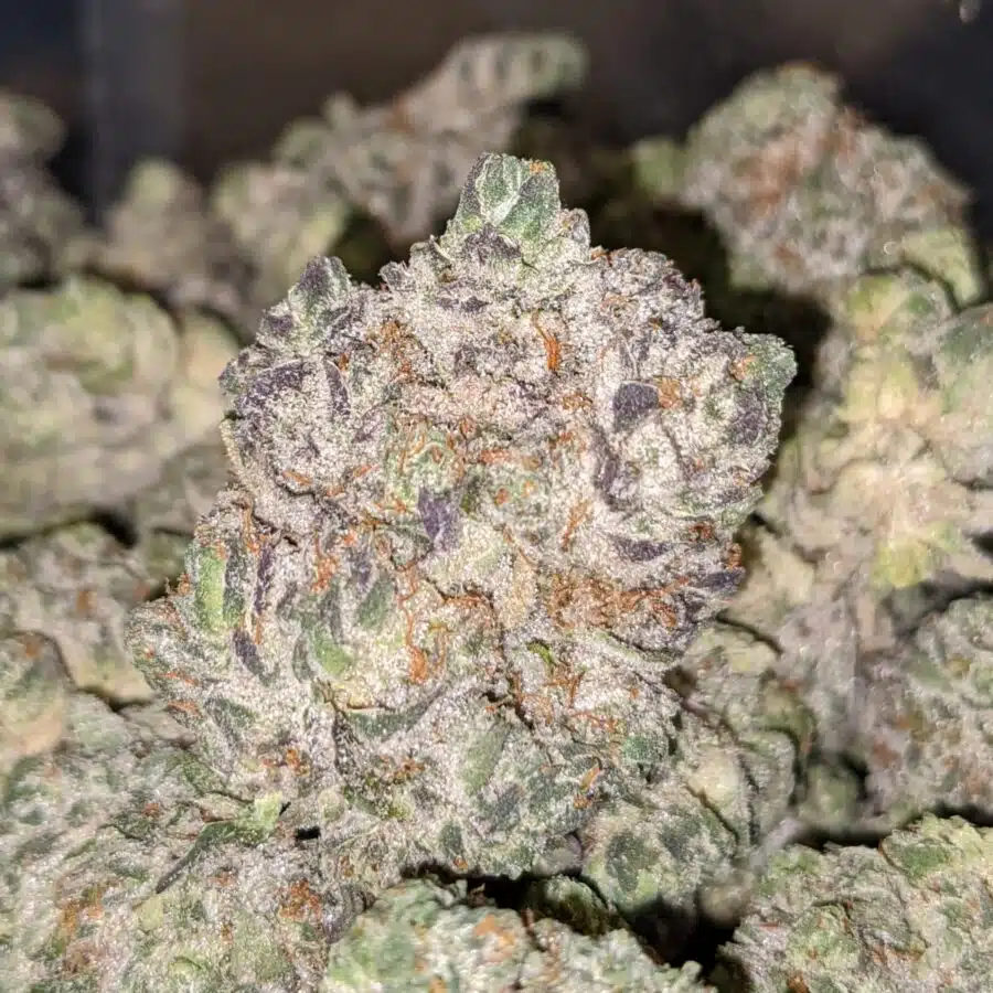 FATSO 3 I Fatso 27.32% THC