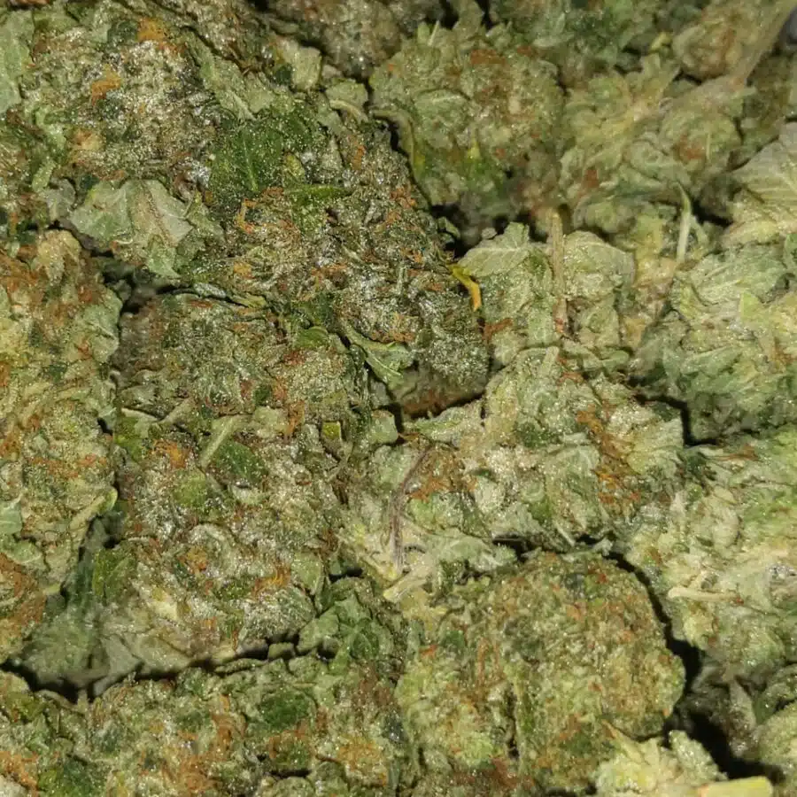 Gas mask dod I $69 Oz - Gas Mask